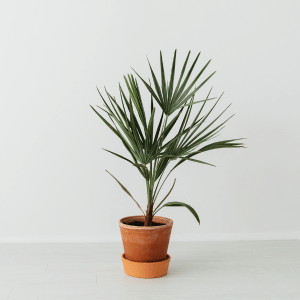 Hotel lobby plants installed by Botano in Cyprus