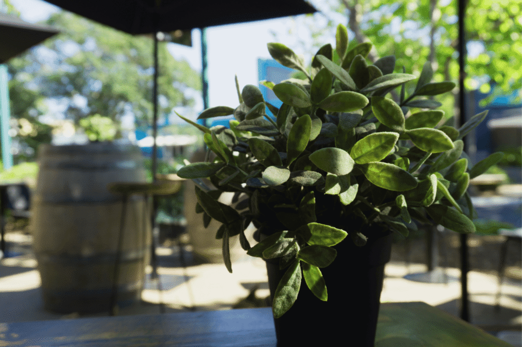 Green design for restaurant in Cyprus