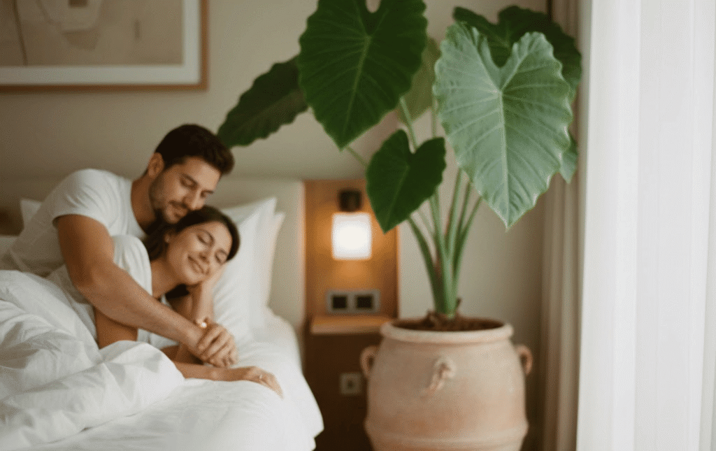 Plants for hotels Cyprus