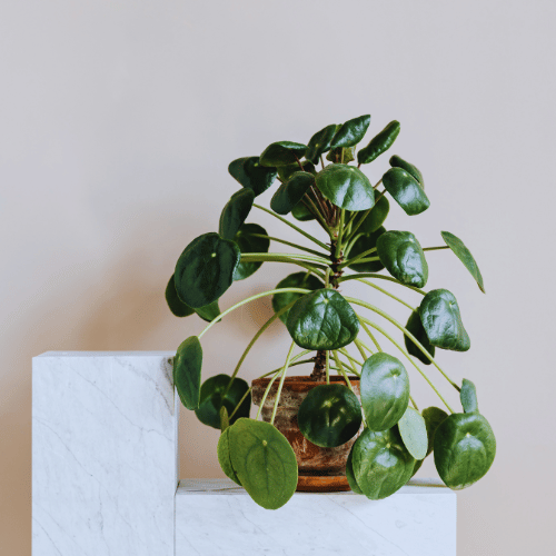 HoReCa Worry-free plants